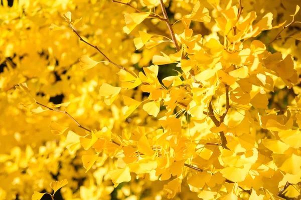Žluté listy ginkgo na podzim — Stock fotografie