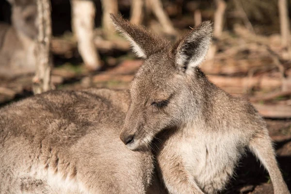 野生動物保護公園でオーストラリアのカンガルー — ストック写真