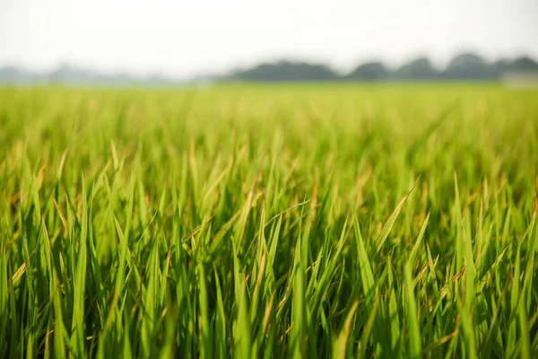 Fondo del campo de arroz verde fresco — Foto de Stock