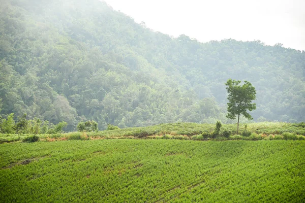 Arbre solitaire sur la colline — Photo