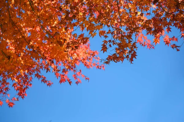 Rote Ahornblätter und Himmel im Herbst — Stockfoto