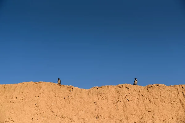 Două păsări cot pe perete de lut — Fotografie, imagine de stoc