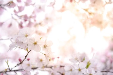 Japon kiraz çiçeği ya da pembe Sakura çiçek