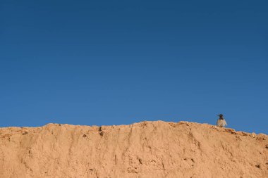 kil duvar kuş levrek