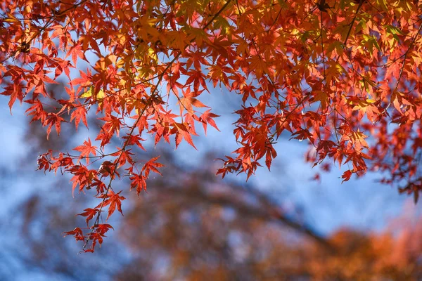 Japonský javor červený listí na podzim — Stock fotografie