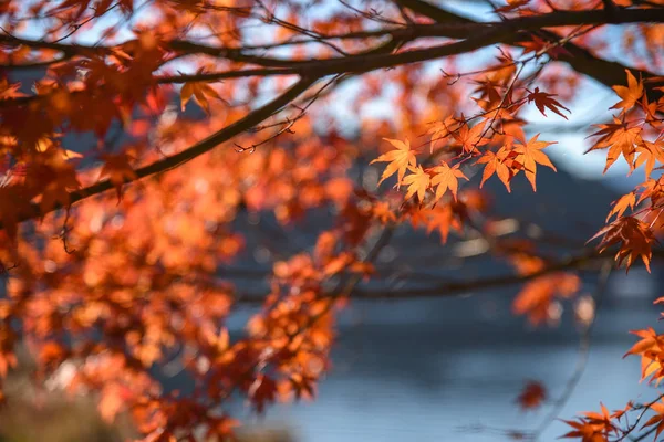 Japonský javor červený listí na podzim — Stock fotografie