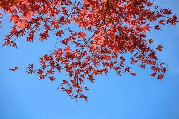 Rote Ahornblätter und Himmel im Herbst — Stockfoto