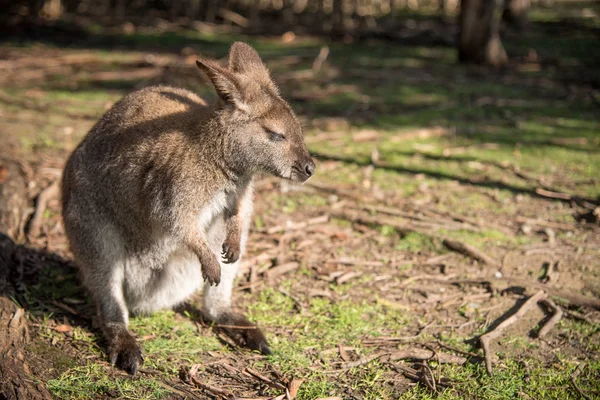 オーストラリア産のワラビー、野生動物 — ストック写真
