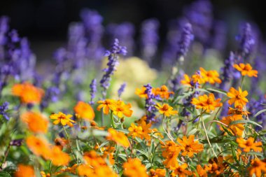 Turuncu cosmos Çiçek Bahçe