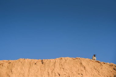 kil duvar kuş levrek