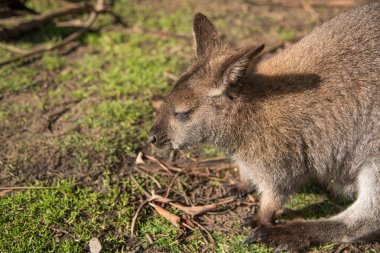 Avustralya kanguru, vahşi hayvan