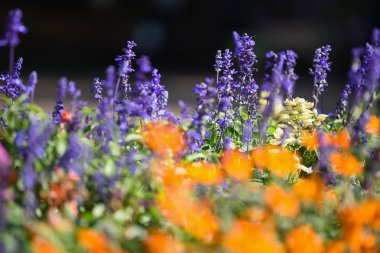Mavi Ada çayı Çiçek bahçesinde