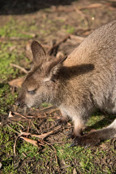 Ausztrál wallaby, vadon élő állat — Stock Fotó