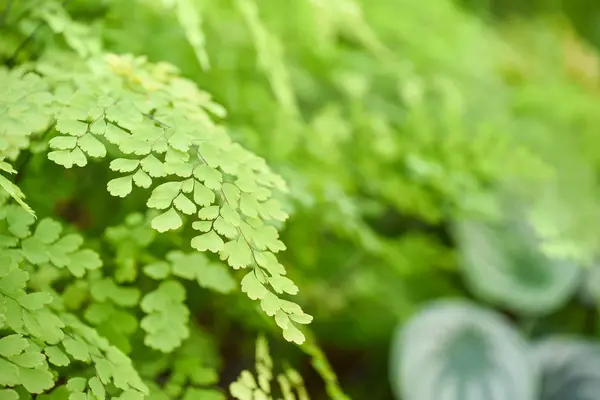 Vackra gröna blad, naturlig bakgrund — Stockfoto
