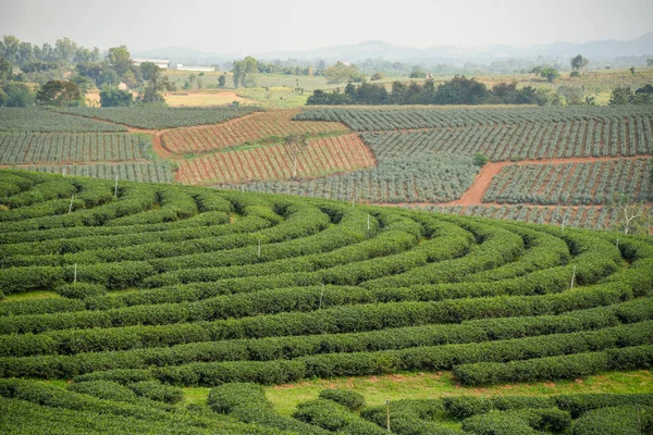 Tea ültetvény a hegyen — Stock Fotó