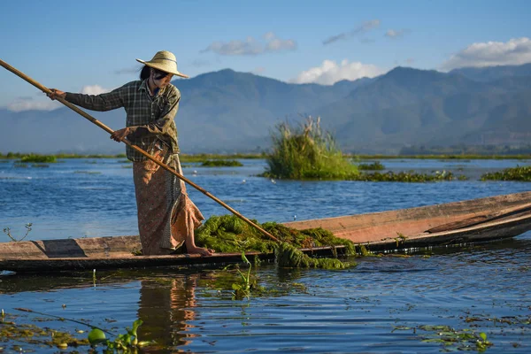 Burmese woman harvest aquatic plant in Inle lake — Stock Photo, Image