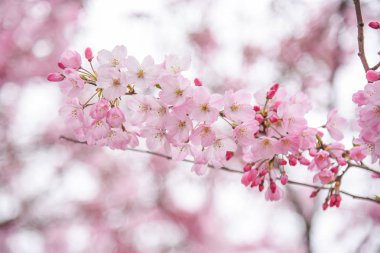 Japon kiraz çiçeği ya da pembe Sakura çiçek