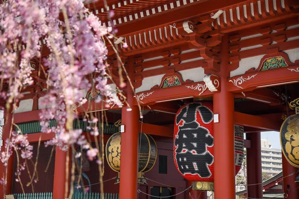 Temple Senso-ji (Asakusa) pendant la saison des fleurs de cerisier — Photo