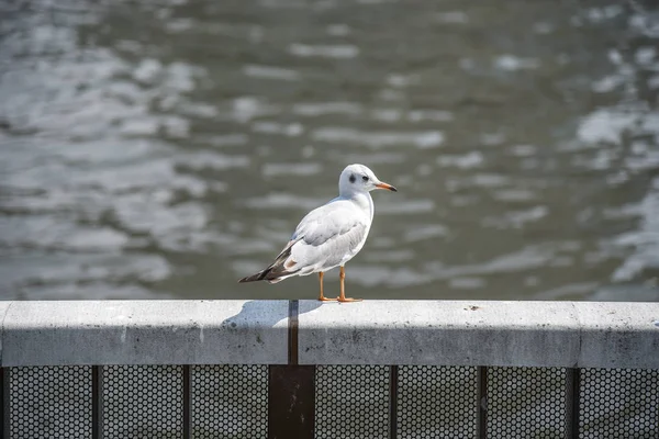 Korkuluk Nehri yakınında üzerinde martı — Stok fotoğraf