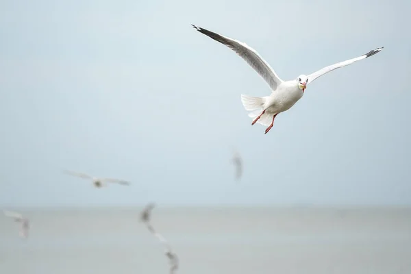 Чайка летит над морем — стоковое фото
