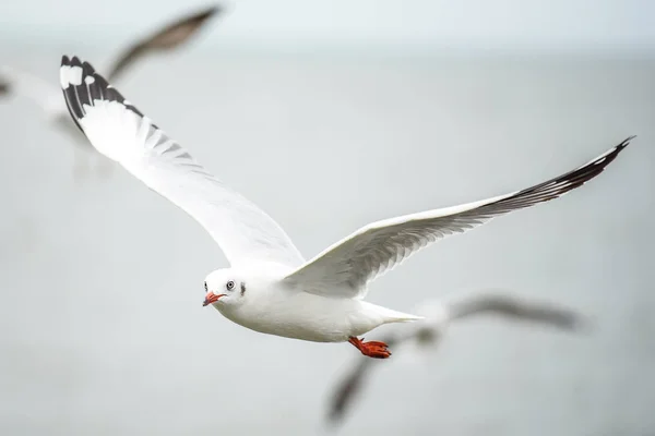 Gaivota voa sobre o mar — Fotografia de Stock