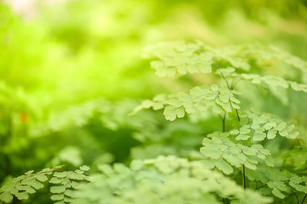 Vackra gröna blad, natur bakgrund — Stockfoto