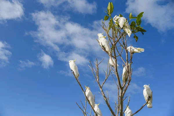 Bellissimo cacatua bianco appollaiato su ramo — Foto Stock