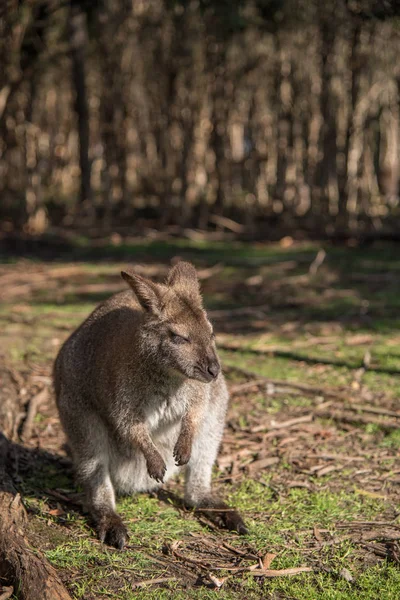 オーストラリアの野生動物、ワラビー — ストック写真