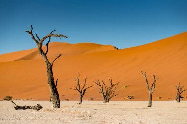 Soyut ölü Camelthorn ağaçları Deadvlei, Sossusvlei, Namib-Naukluft Ulusal Parkı 'ndaki turuncu kum tepelerine ve mavi gökyüzüne karşı. Namibya, Afrika 'daki ünlü seyahat merkezi..
