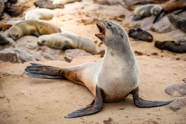 Cape Fur Seal Cape Cross Seal Reserve Small Headland South — Stock Photo, Image
