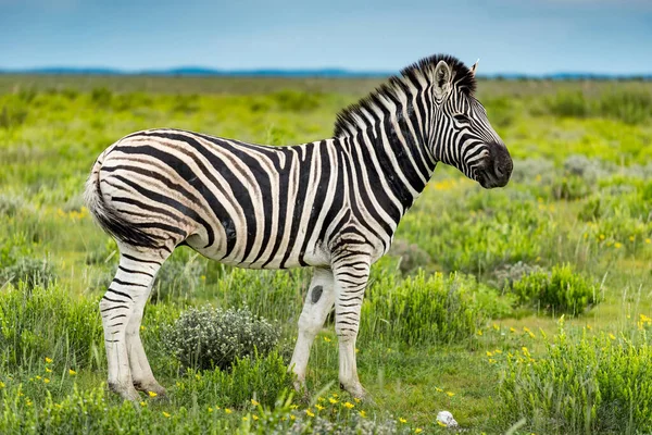 Зебра Зеленому Полі Бушу Національному Парку Етоша Намібія Африка Тварина — стокове фото