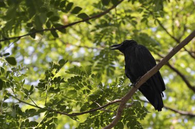 Kara karga ağacının dalını oturan