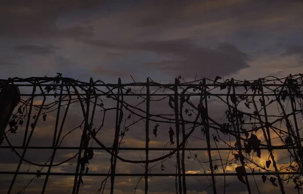 Kovový plot s suché listy po západu slunce na obloze — Stock fotografie