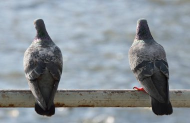 Güvercin kuşu denizin üstünde eski metal bir borunun üzerinde duruyor.