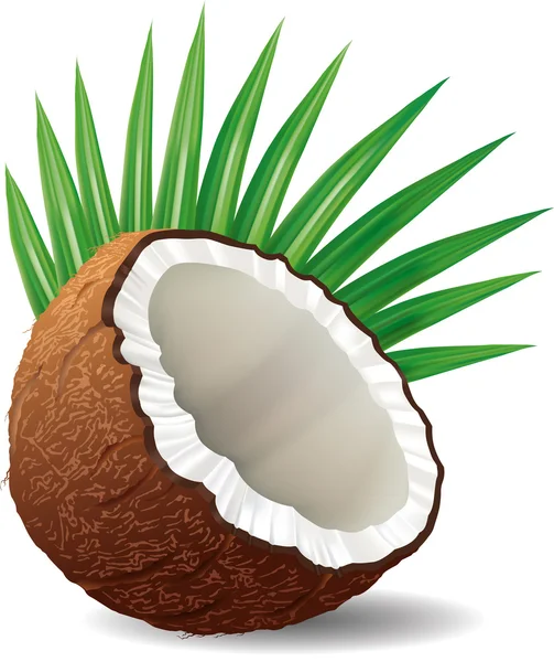 Coco fresco con hojas aisladas en blanco — Vector de stock