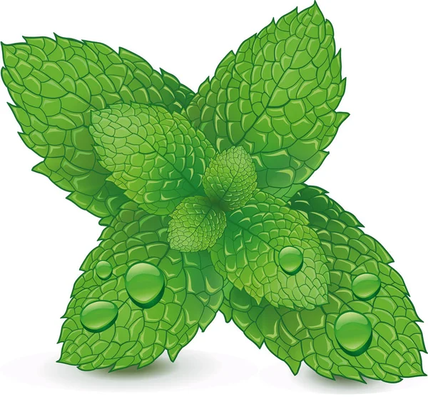 Mint leaves with water drops on a white background — Stock Vector