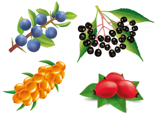 Sea buckthorn, rose hip, black elderberry, black thorn — Stock Vector