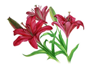 Tomurcukları kaynaklanıyor - suluboya resim üzerinde pembe lilyum
