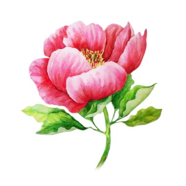 Kök-suluboya boyama üzerinde pembe şakayık