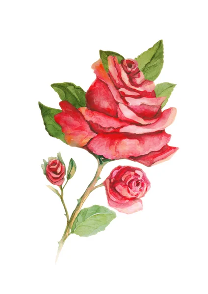 Красная роза с бутонами акварелью на белом фоне — стоковое фото