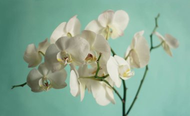 Turkuaz bir arka plan üzerinde beyaz orkide çiçek