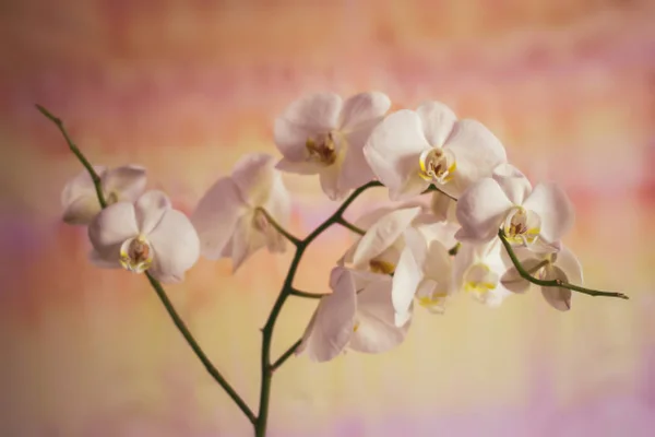 Flowers of white orchids on a yellow background — Stock Photo, Image