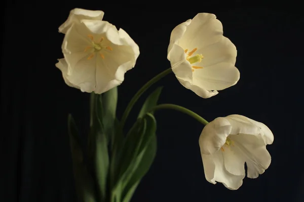 Крупный план белые тюльпаны на черном фоне — стоковое фото