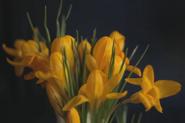 Желтые крокусы на темно-синем фоне - весенние цветы — стоковое фото