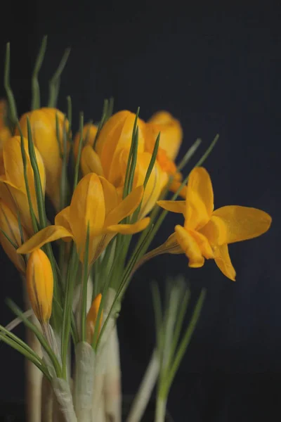 Желтые крокусы на темно-синем фоне - весенние цветы — стоковое фото