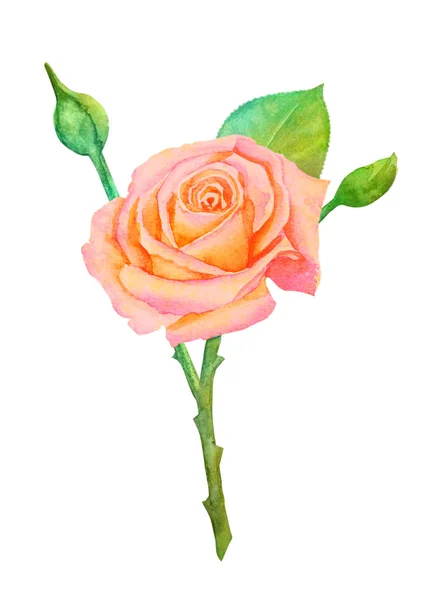 Żółto różowy Róża na pniu z pąków na białym tle - akwarela malarstwo — Zdjęcie stockowe