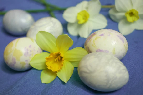 Пасхальні яйця з квітами нарцисів на синьому фоні — стокове фото