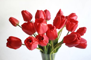 Beyaz arkaplanda kırmızı lale demeti