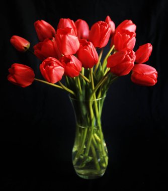 Siyah arkaplanda kırmızı lale demeti