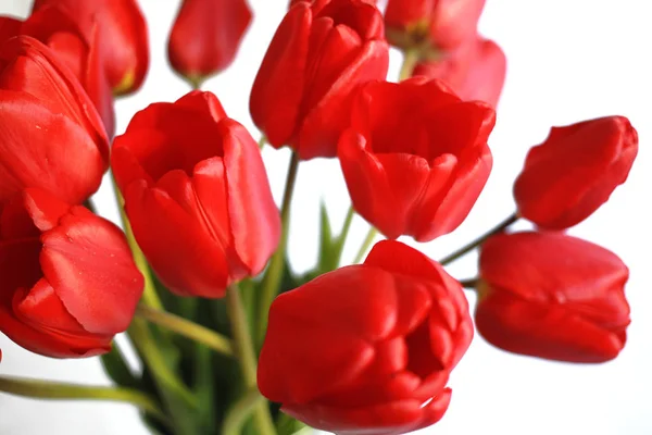 Закрыть красные тюльпаны на белом фоне — стоковое фото